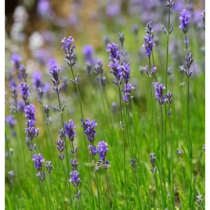 Blühender, echter Lavendel (Lavandula angustifolia Dwaf Blue) im Topf, Nahaufnahme.
