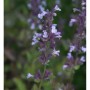 Nahaufnahme der blühenden Katzenminze Grandiflora (Nepeta grandiflora).