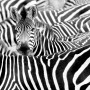 Schwarz-weiß Fototapete: Zebra-Herde, ein Zebra blickt in die Kamera. Digitaldruck African Queen III von Rasch.