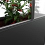 Biohort Florentina Gewächshausaufsatz für Hochbeet, 2x1m, dunkelgrau-metallic, mit Tomatenpflanze.