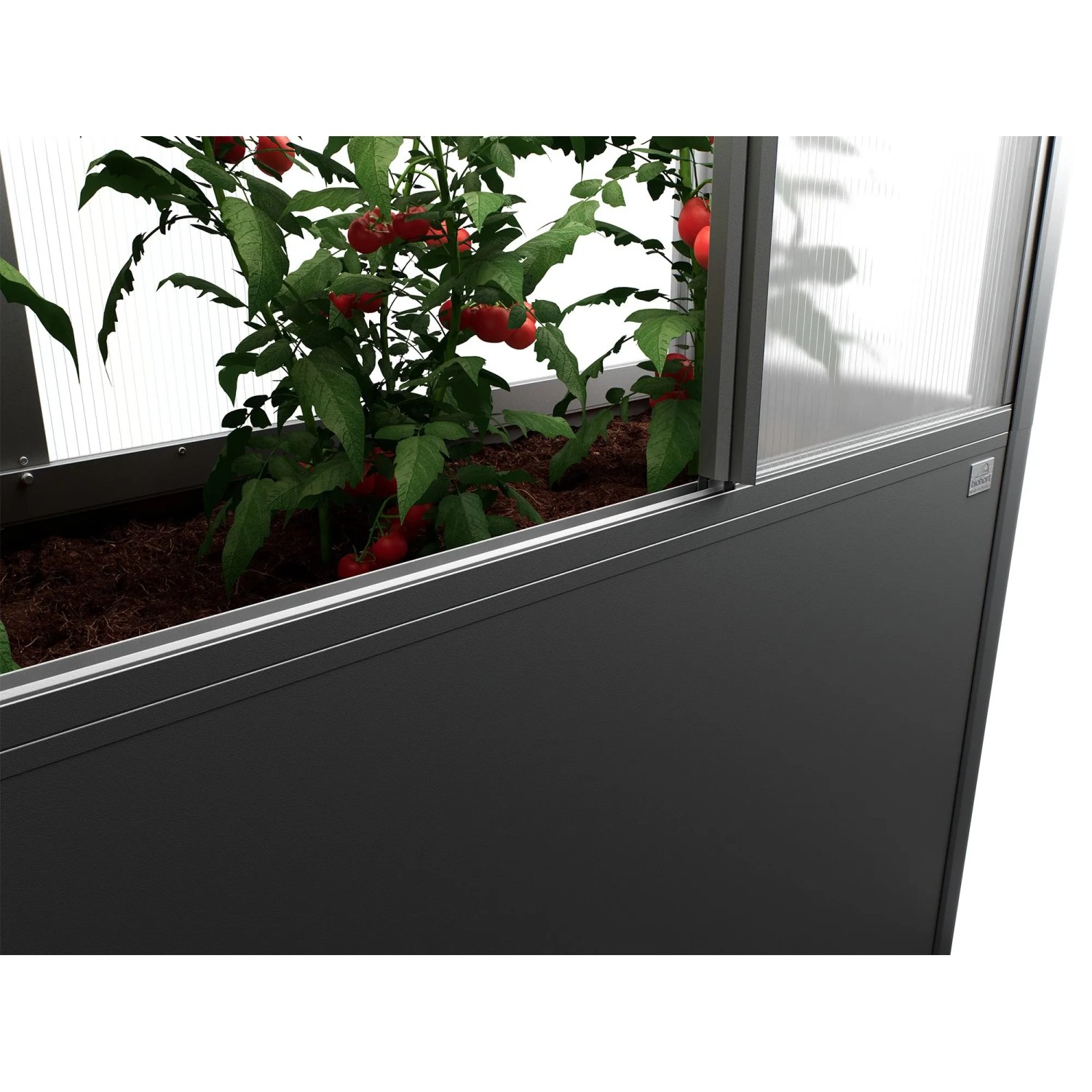 Biohort Florentina Gewächshausaufsatz für Hochbeet, 2x1m, dunkelgrau-metallic, mit Tomatenpflanze.
