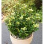 Amerikanischer Ilex Little Rascal im Topf, immergrüner Strauch mit grün-gelben Blättern.