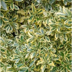 Gelbbunter Japanischer Spindelstrauch, Euonymus japonicus Aureomarginatus mit grün-gelben Blättern.