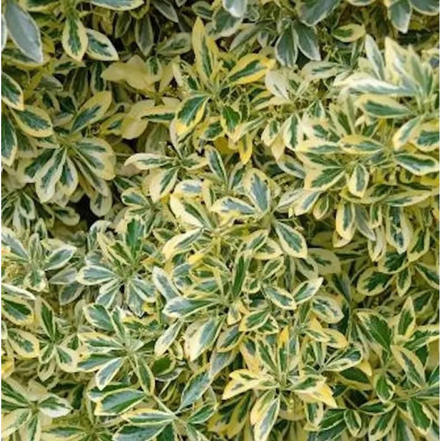 Gelbbunter Japanischer Spindelstrauch 25-30cm - Euonymus japonicus Aureomarginatus