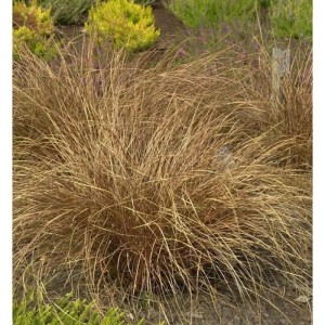 Fuchsrote Segge (Carex buchananii), Ziergras mit braun-rötlichen Halmen im Garten.