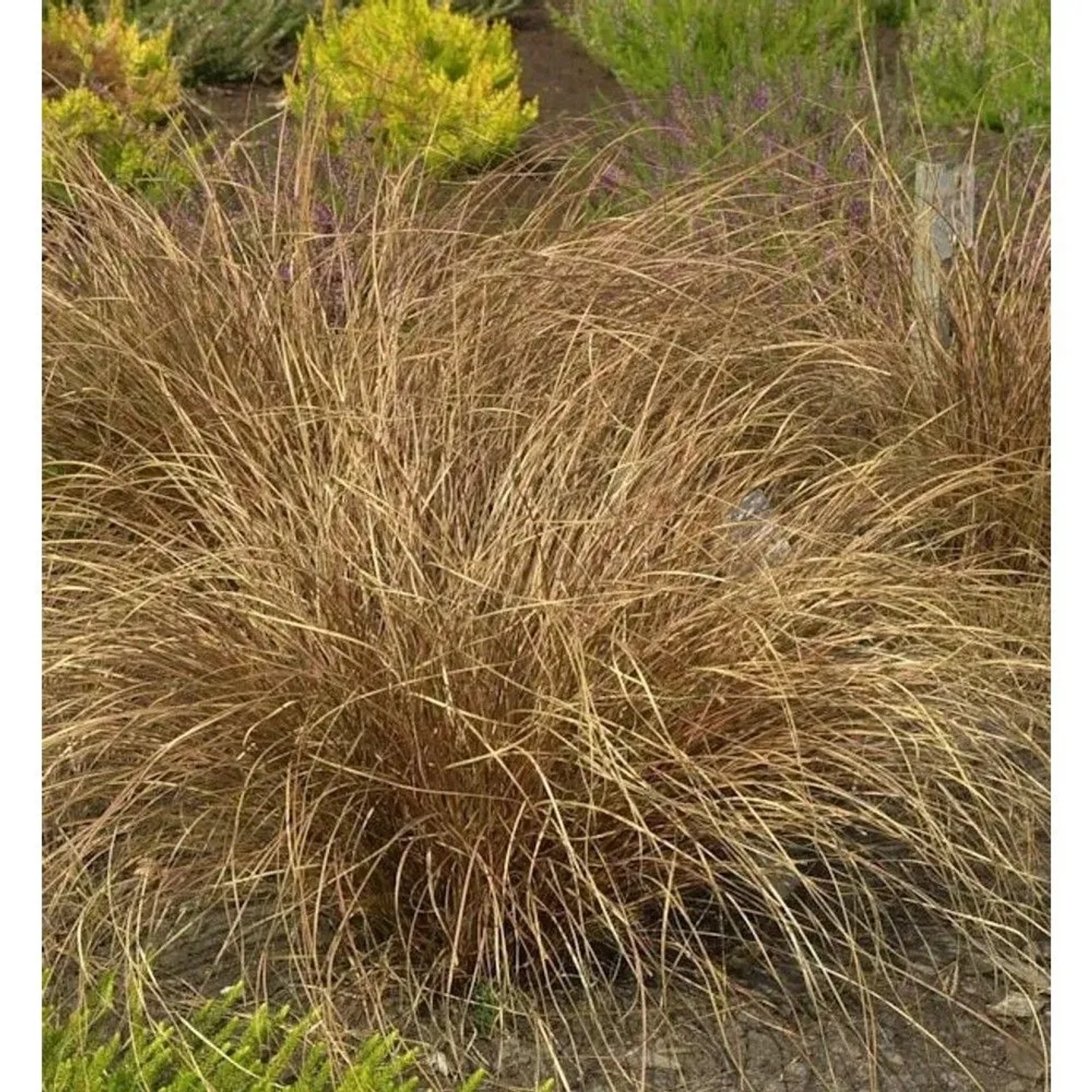 Fuchsrote Segge (Carex buchananii), Ziergras mit braun-rötlichen Halmen im Garten.