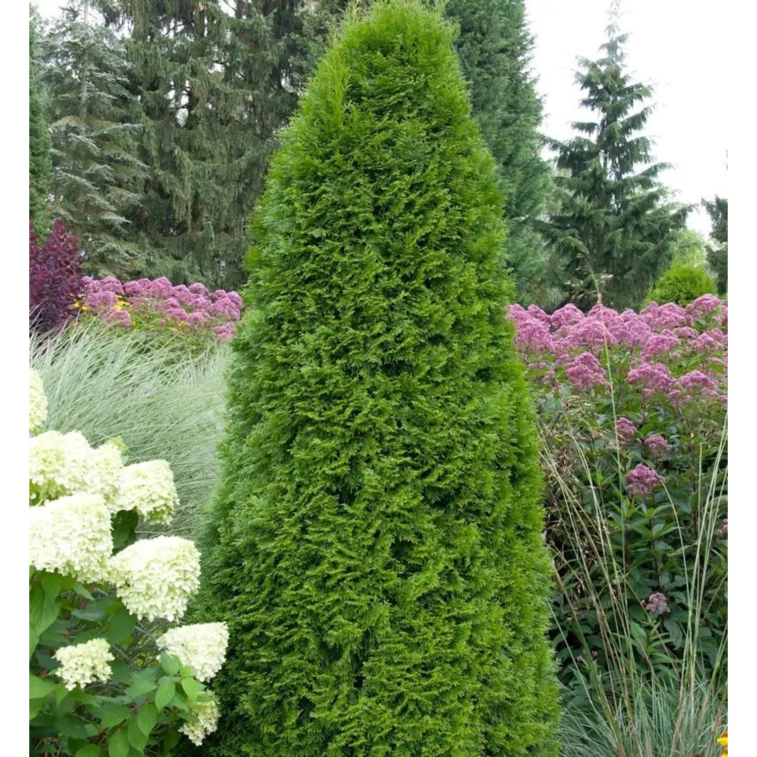 Smaragd Lebensbaum 60-80cm - Thuja occidentalis