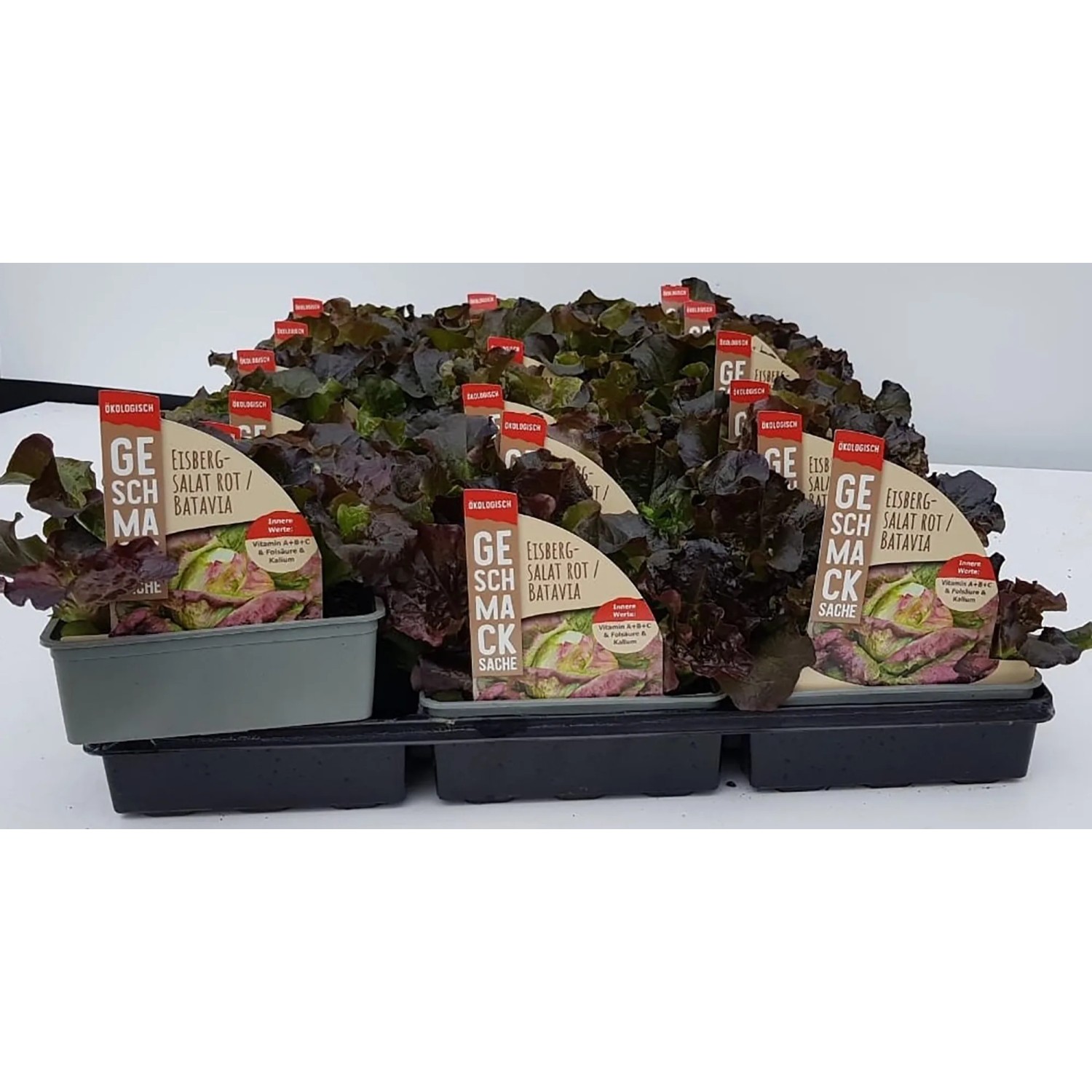 GROW by OBI Batavia Rot 6er Schale Lactuca sativa