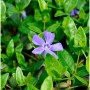 Nahaufnahme einer lila Blüte des kleinblättrigen Immergrüns (Vinca minor) zwischen grünen Blättern.