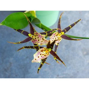 Gelbe Cambria-Orchidee "Mystic Maze" mit auffälligen Blüten und braunen Akzenten.