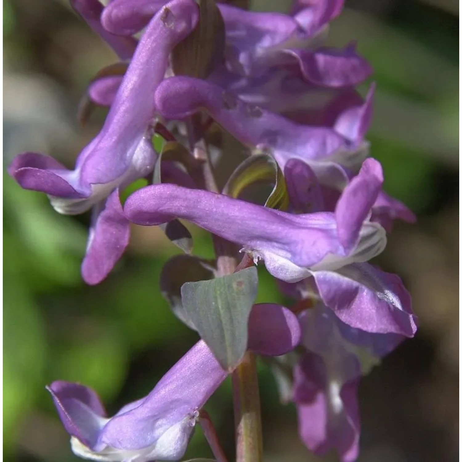 Rosa Lerchensporn - Corydalis cava