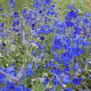 Blühender Rittersporn 'Völkerfrieden' (Delphinium belladonna) mit leuchtend blauen Blüten.