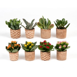 Zimmerpflanzen-Mix im Keramiktopf, verschiedene Sukkulenten und Flammendes Käthchen, Topf ca. 6cm