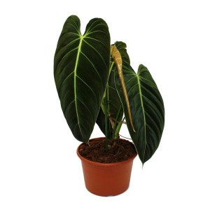 Exotenherz Philodendron Melanochrysum im 20cm Topf, eine elegante Grünpflanze mit schwarzgoldenen Blättern.
