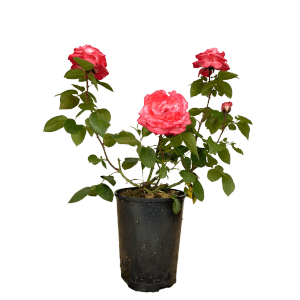 Baumfink Edelrose 'Aachener Dom' im Topf mit lachsrosa Blüten.