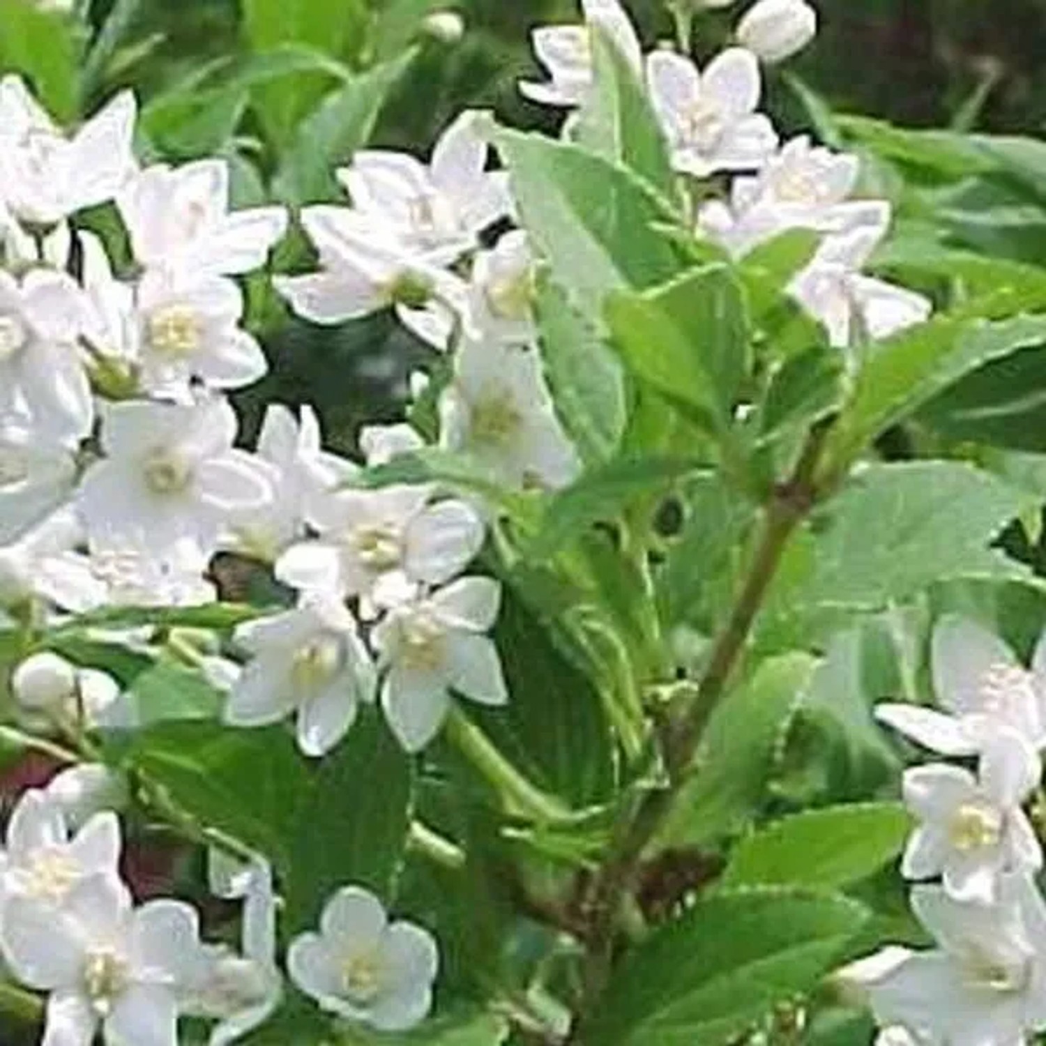 Sternchenstrauch Deutzia gracilis 30 bis 40 cm im Container Weiße Blüten