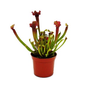 Exotenherz Schlauchpflanze Sarracenia Judith im 9cm Topf, fleischfressende Pflanze.