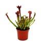 Exotenherz Schlauchpflanze Sarracenia Judith im 9cm Topf, fleischfressende Pflanze.