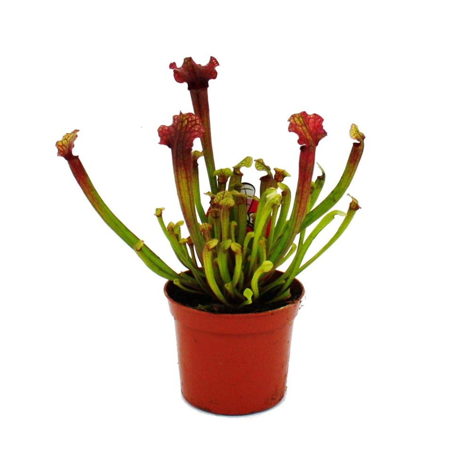 Exotenherz Schlauchpflanze Sarracenia Judith Fleischfressende Pflanze 9cm Topf