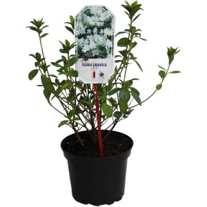 Japanische Azalee Adonis Weiß im 2 l Topf, ca. 20-25 cm hoch.