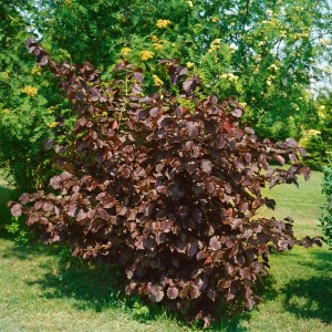 Buschige Purpur-Hasel (60–100 cm) mit markanten, dunkelroten Blättern im Garten.
