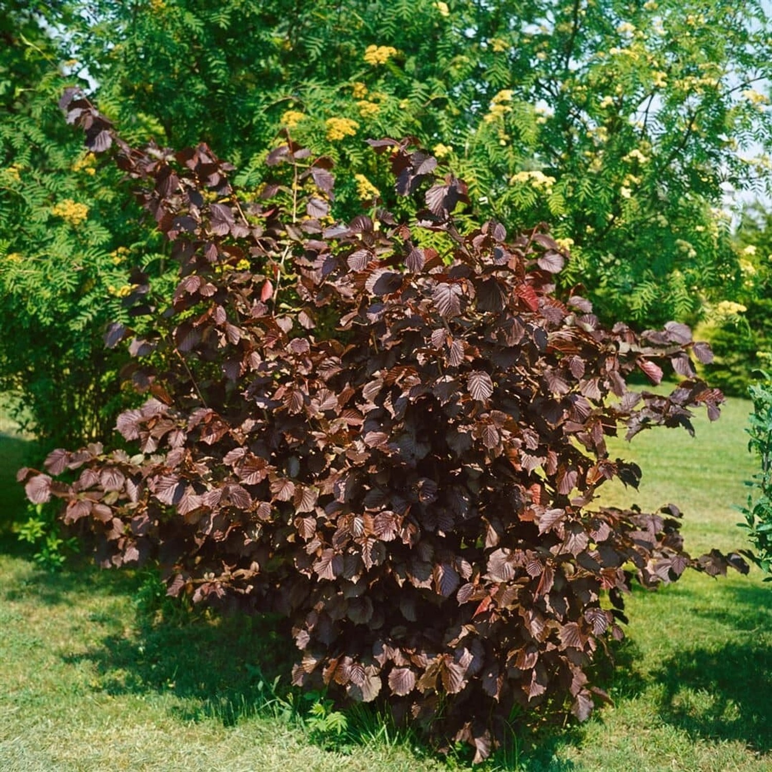 Corylus Maxima Purpurea Purpur-Hasel 60–100 cm günstig online kaufen