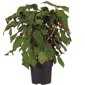 Samthortensie Macrophylla im Topf, grüne Blätter. Rispenhortensie für den Garten.