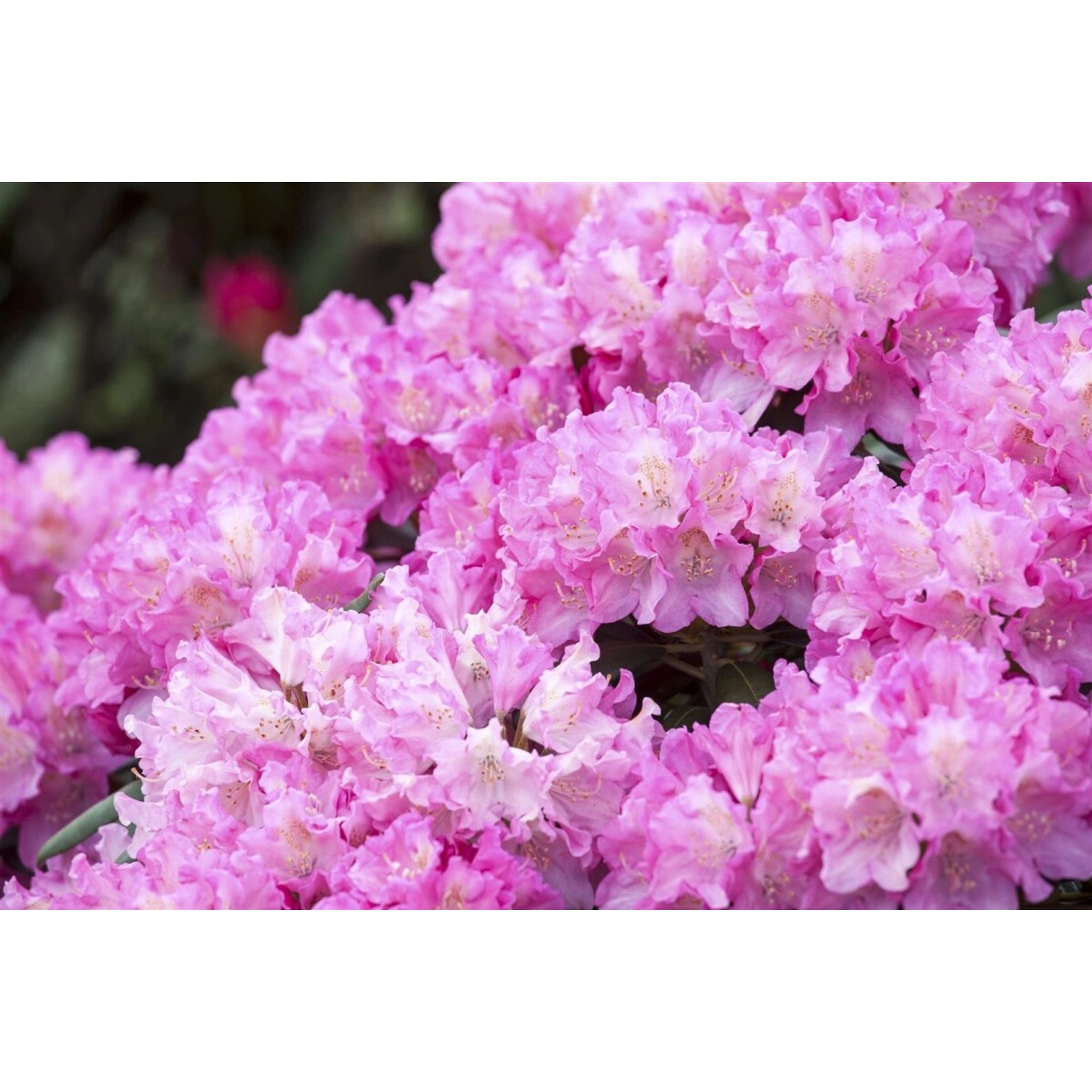 Rhododendron Yakushimanum Kalinka Rosa Blüten 40–50 cm günstig online kaufen