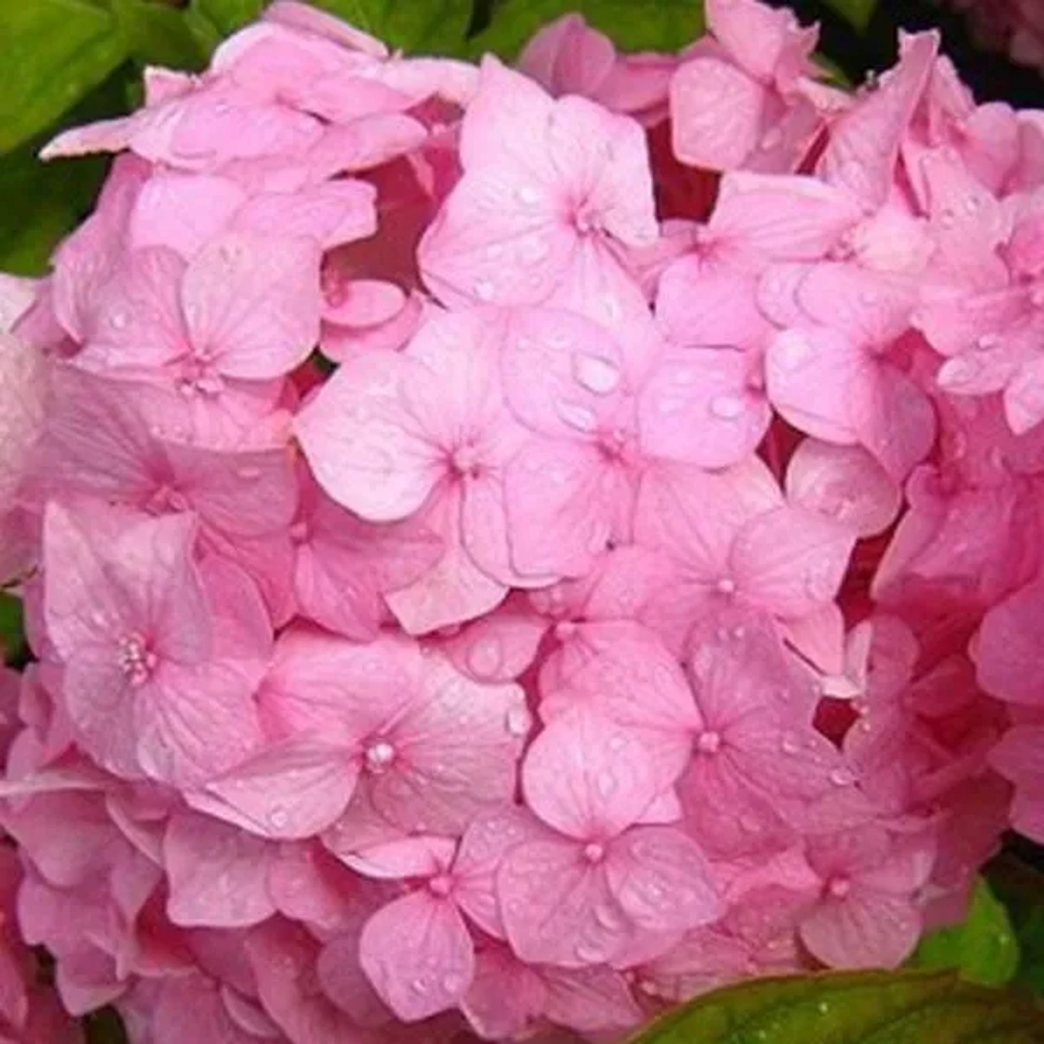 arborix Hortensie 'Sibilla' Hydrangea Macrophylla 25 Bis 30 Cm Im Container Kugelige Blüten