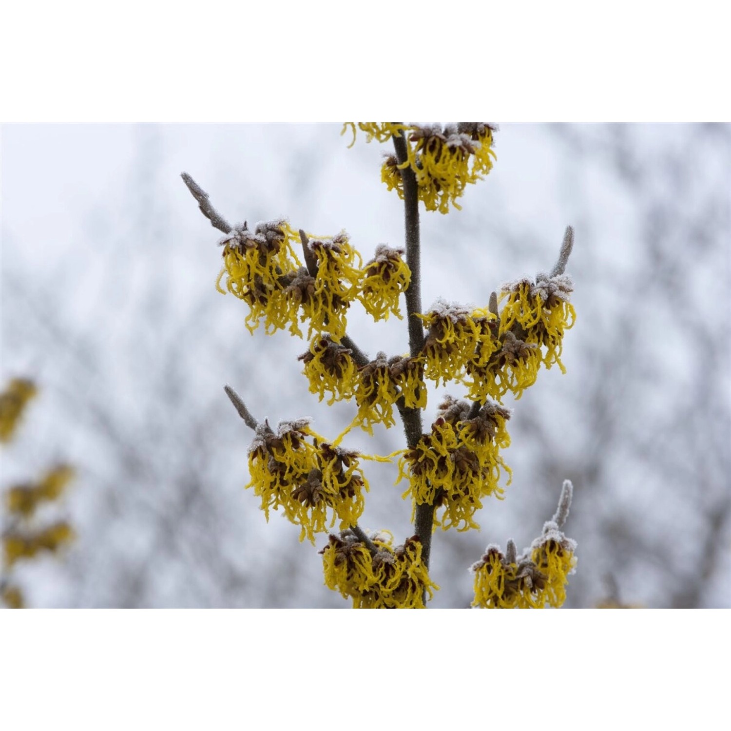 Hamamelis Intermedia Barmstedts Gold Zaubernuss Gelb 60–80 cm günstig online kaufen