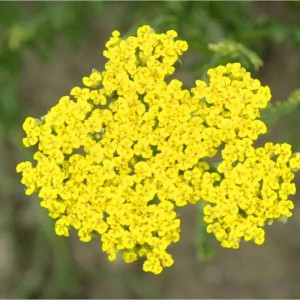 Gelbe Schafgarbe Altgold (Achillea filipendulina), eine blühende Staude.