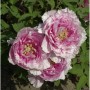 Strauchpfingstrose Hana Kisoi - Paeonia suffruticosa_2