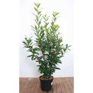 Kirschlorbeer 'Caucasica', 120-140 cm, im Topf. Immergrüne Heckenpflanze mit dichten, grünen Blättern.