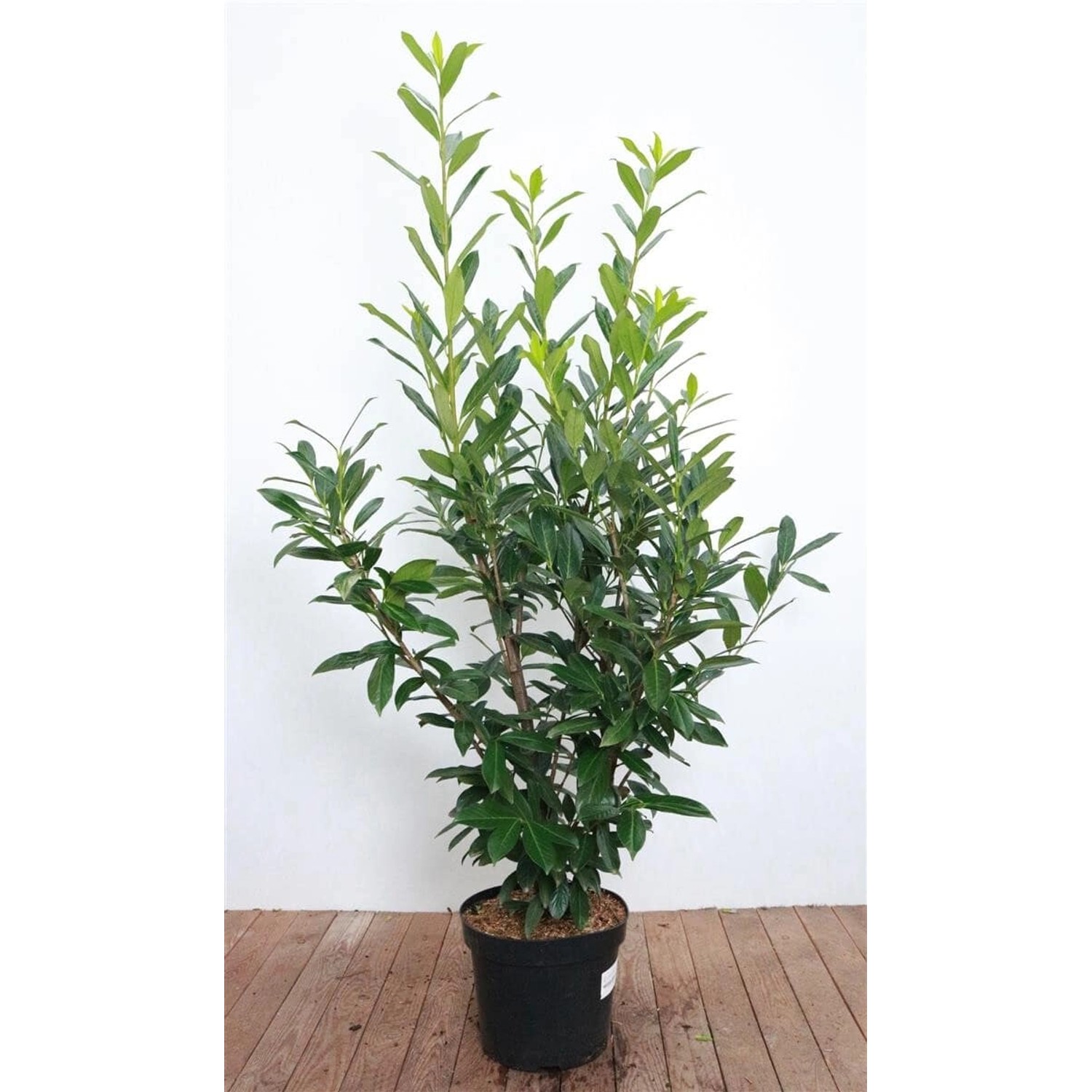 Prunus laurocerasus 'Caucasica' 120-140 cm günstig online kaufen