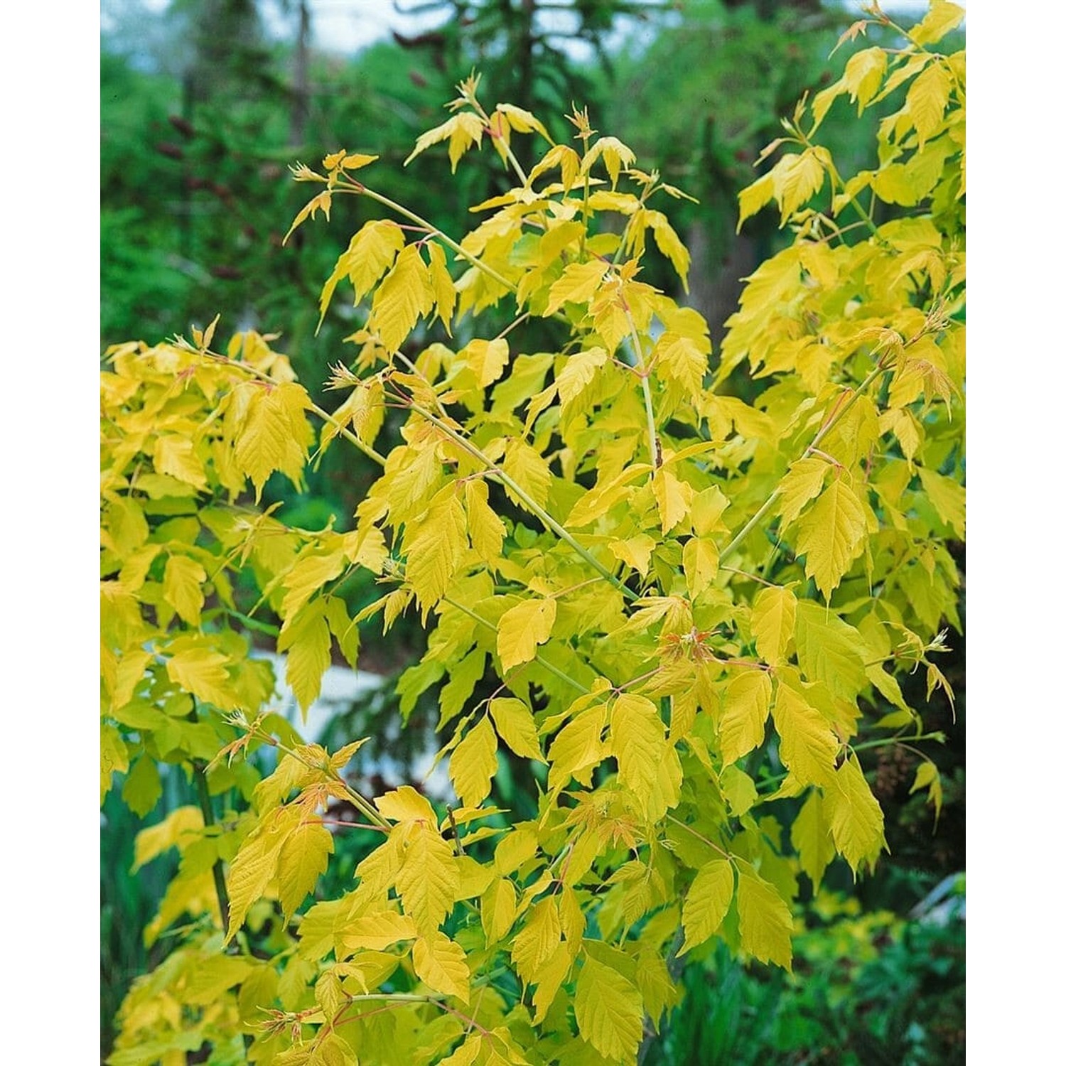Acer Negundo Kellys Gold Eschen-Ahorn Goldgelb 150–200 cm günstig online kaufen
