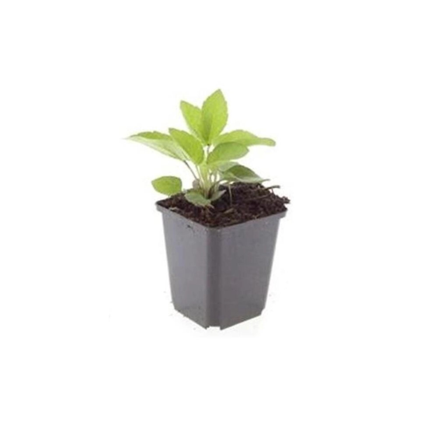 Exotenherz Zierstaude Sonnenhut Rudbeckia Fulgida Goldsturm 9cm Topf Set mi günstig online kaufen