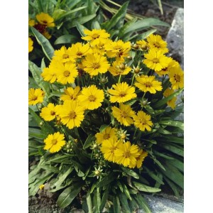 Leuchtend gelbes Großblumiges Mädchenauge 'Sonnenkind' im 9x9 cm Topf.