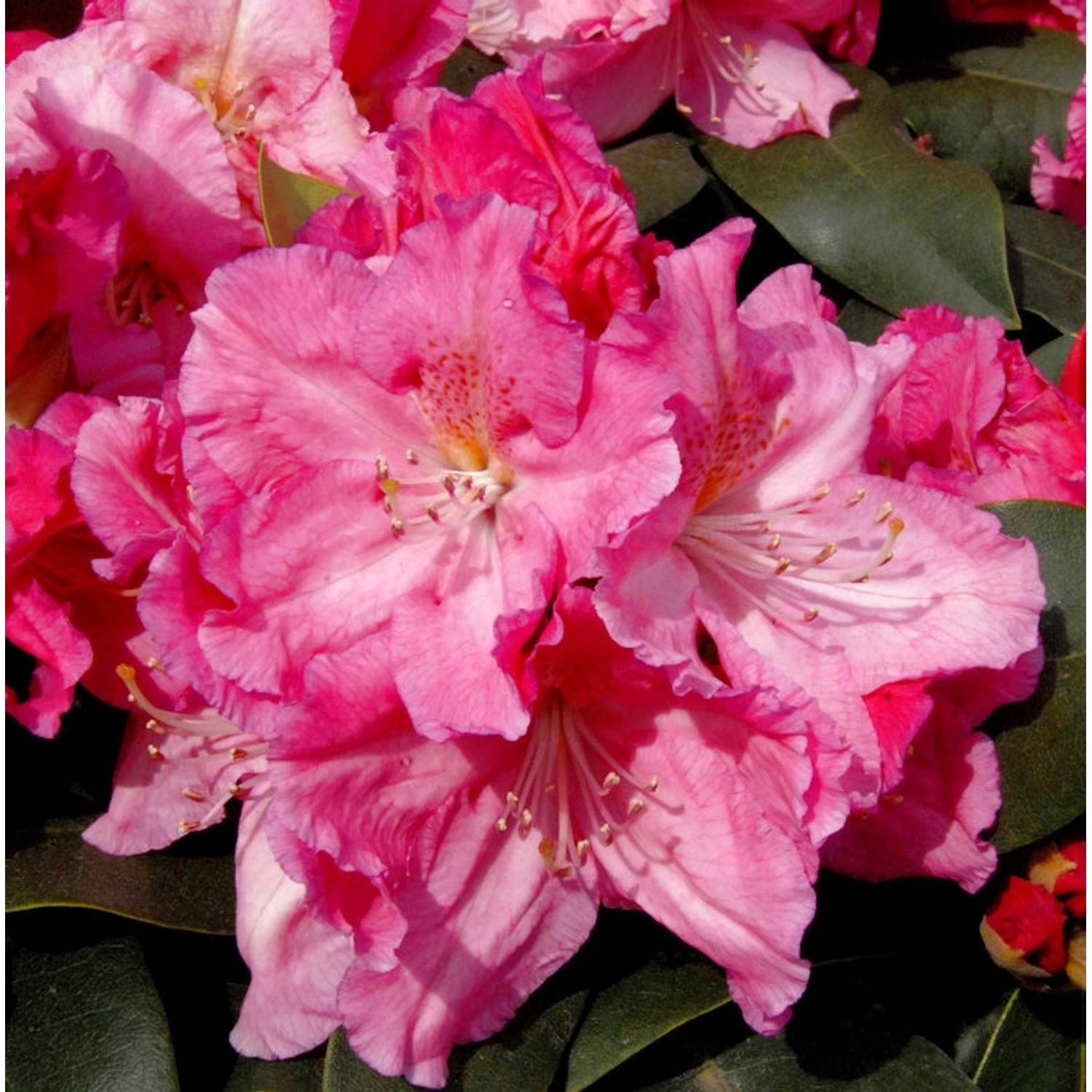 Großblumige Rhododendron Caruso 70-80cm - Alpenrose günstig online kaufen