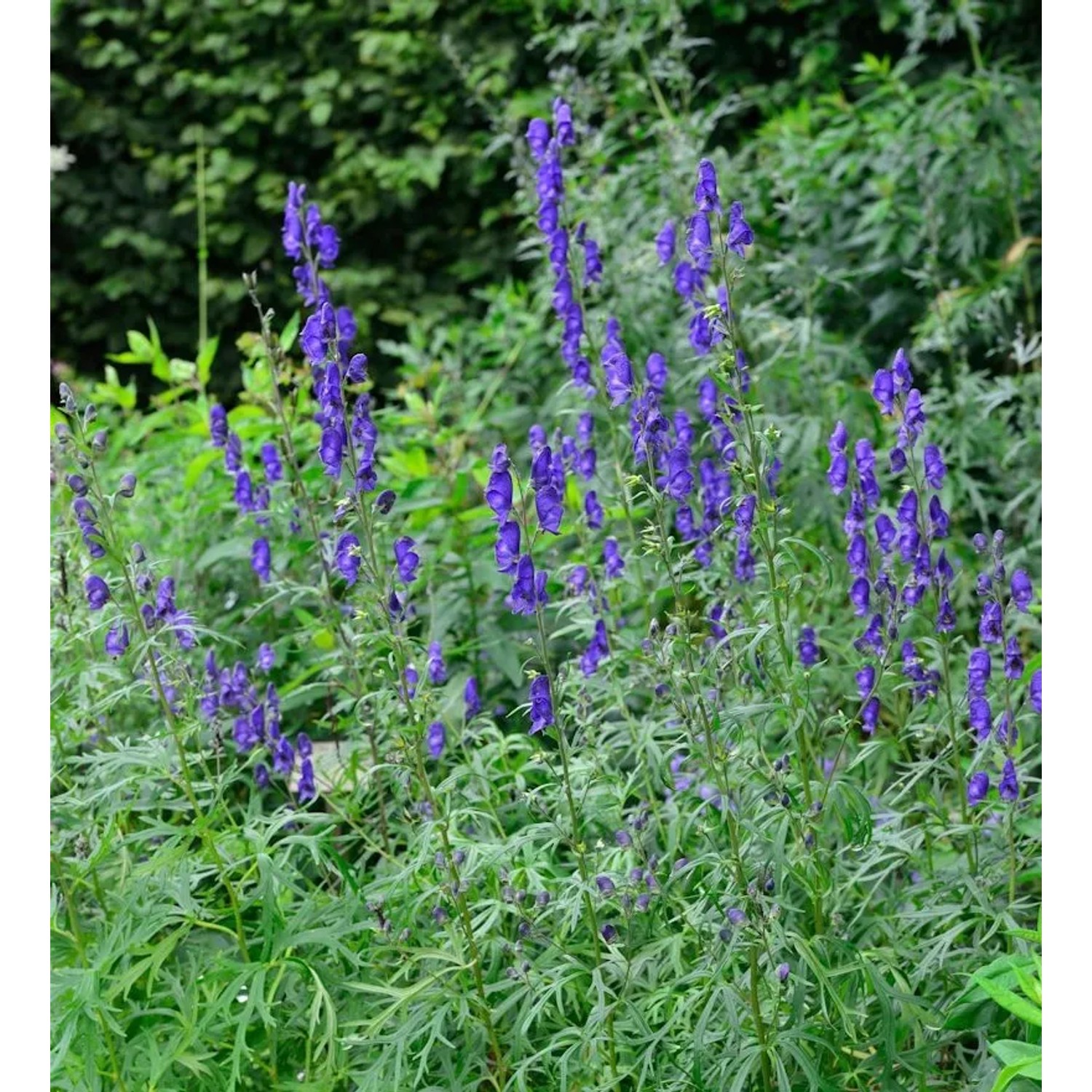 Eisenhut blau - Aconitum napellus