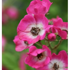 Nahaufnahme der pinkfarbenen Strauchrose Mozart mit weißem Zentrum, Kategorie Rosen.