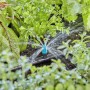 Gardena Kleinflächendüse im Einsatz: Bewässerung von Blumenbeet mit Micro-Drip-System, 10er-Set.