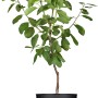 Reneklode Graf Althans im Topf, ca. 50-60 cm hoch. Grüngelbe Früchte, ideal für den Garten.