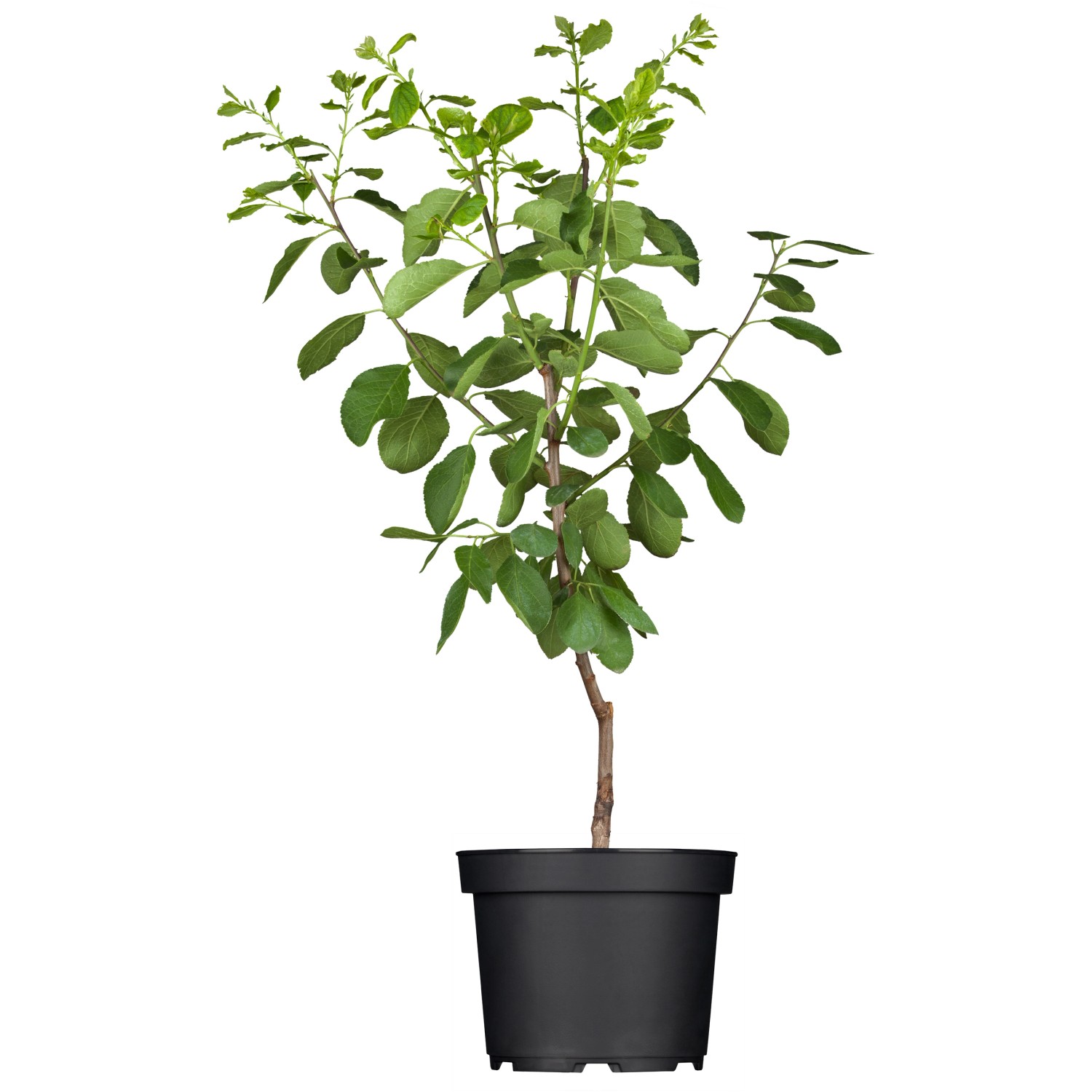 OBI Reneklode Graf Althans Grüngelb Höhe ca. 50 - 60 cm Topf ca. 7 l Prunus