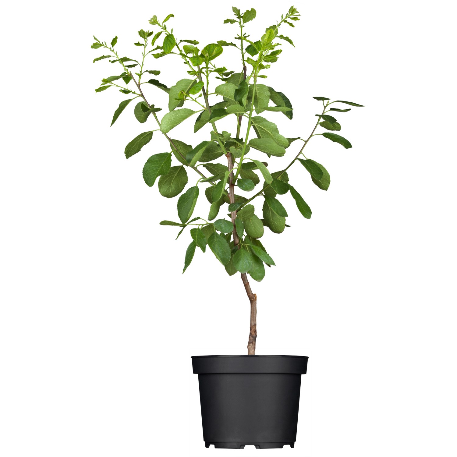 GROW by OBI Bio Reneklode Graf Althans Grüngelb Höhe ca. 50-60 cm Topf ca. günstig online kaufen