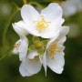 Nahaufnahme von weißen Blüten des Duftjasmin (Philadelphus Coronarius).