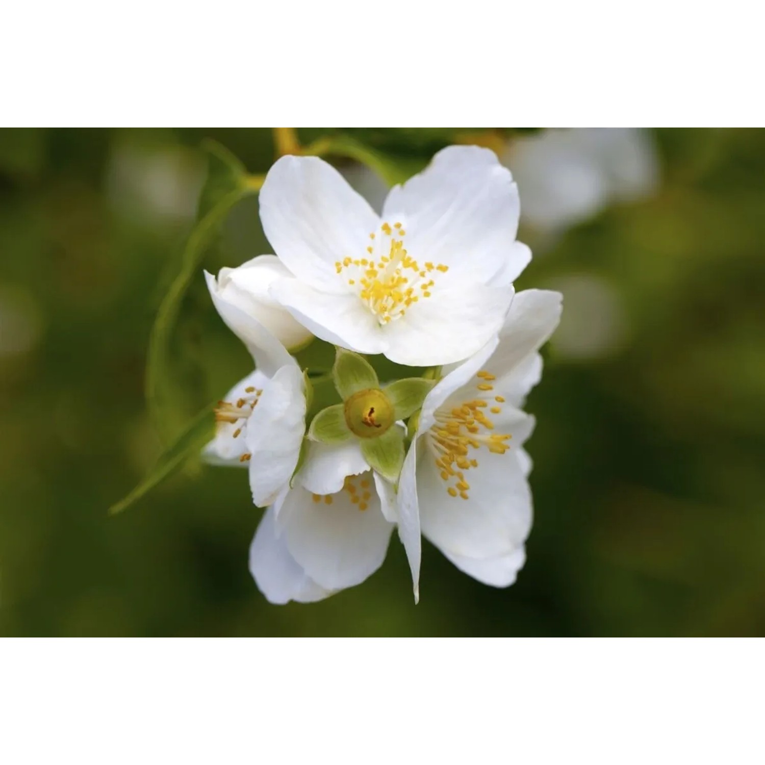 Nahaufnahme von weißen Blüten des Duftjasmin (Philadelphus Coronarius).