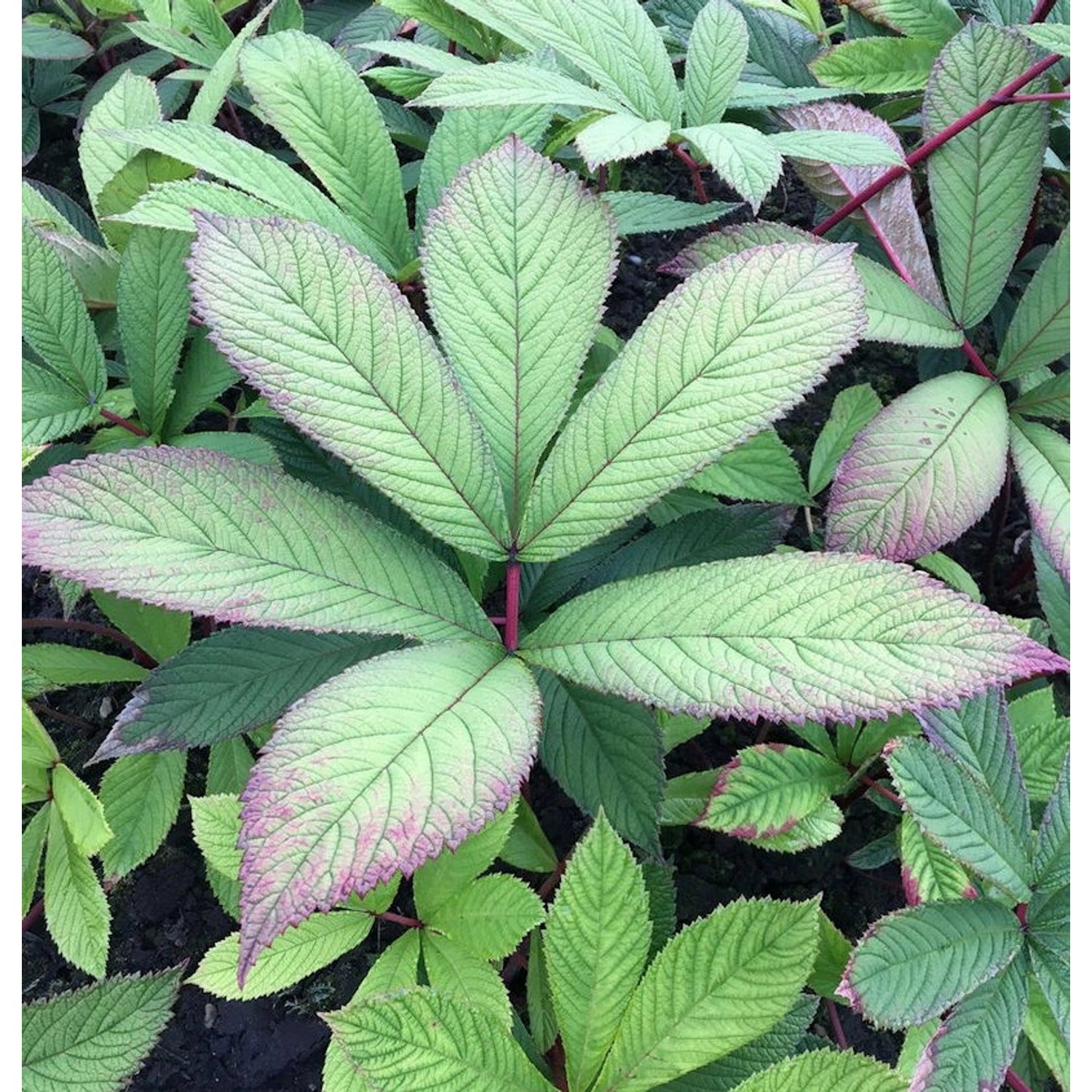 Holunderblättriges Schaublatt Rothaut - Rodgersia sambucifolia günstig online kaufen