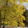 Tulpenbaum Liriodendron Tulipifera (100–125 cm) mit gelben Blättern im Herbst.