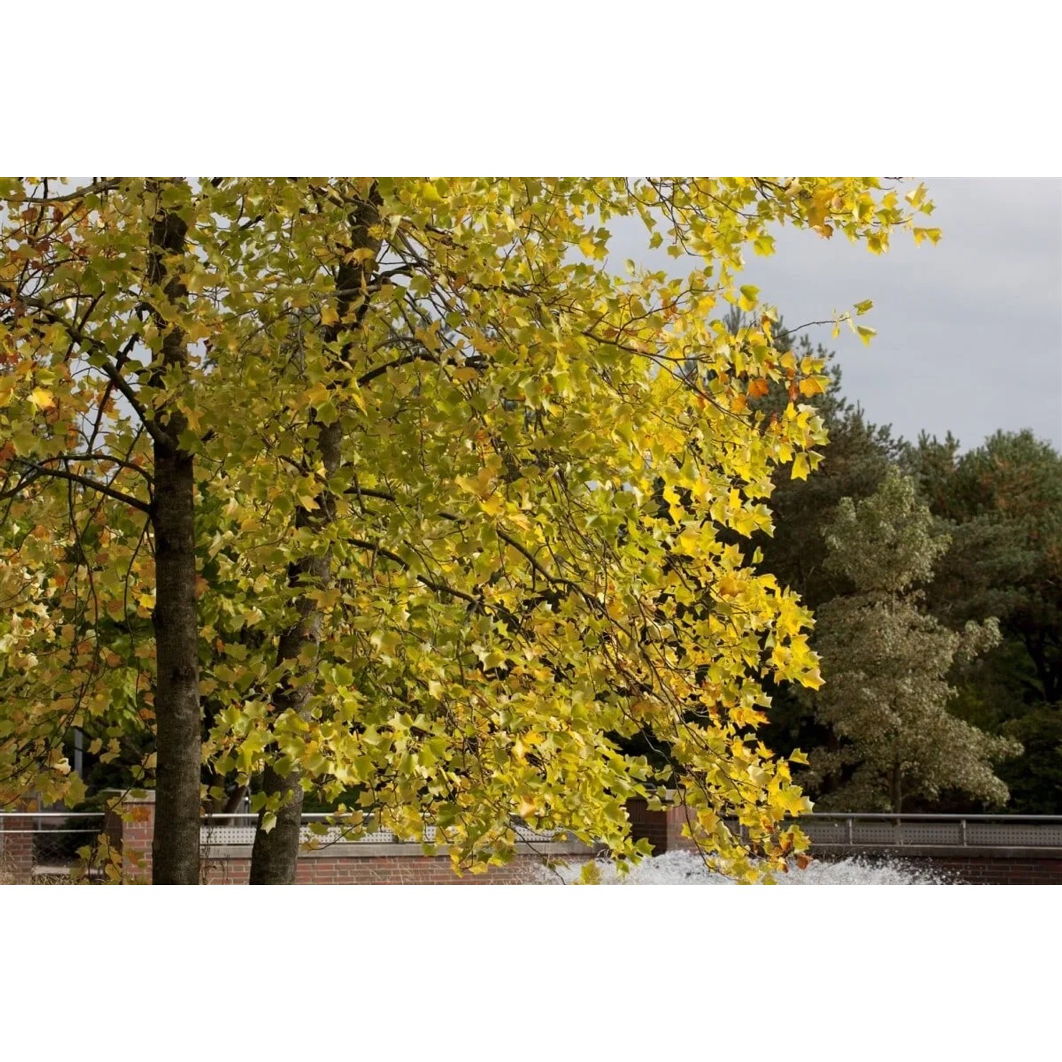 Tulpenbaum Liriodendron Tulipifera (100–125 cm) mit gelben Blättern im Herbst.