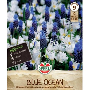 Sperli Blumenzwiebeln Maxi Blue Ocean Mix: Blaue Traubenhyazinthen und weiße Anemonen.